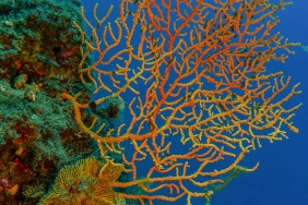 1717750774_Gorsel3saros3_Eunicella_cavolini